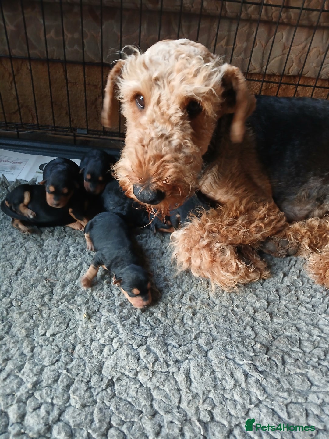 Airedale Terrier dogs for sale: Beautiful Airedale pups - Image 1