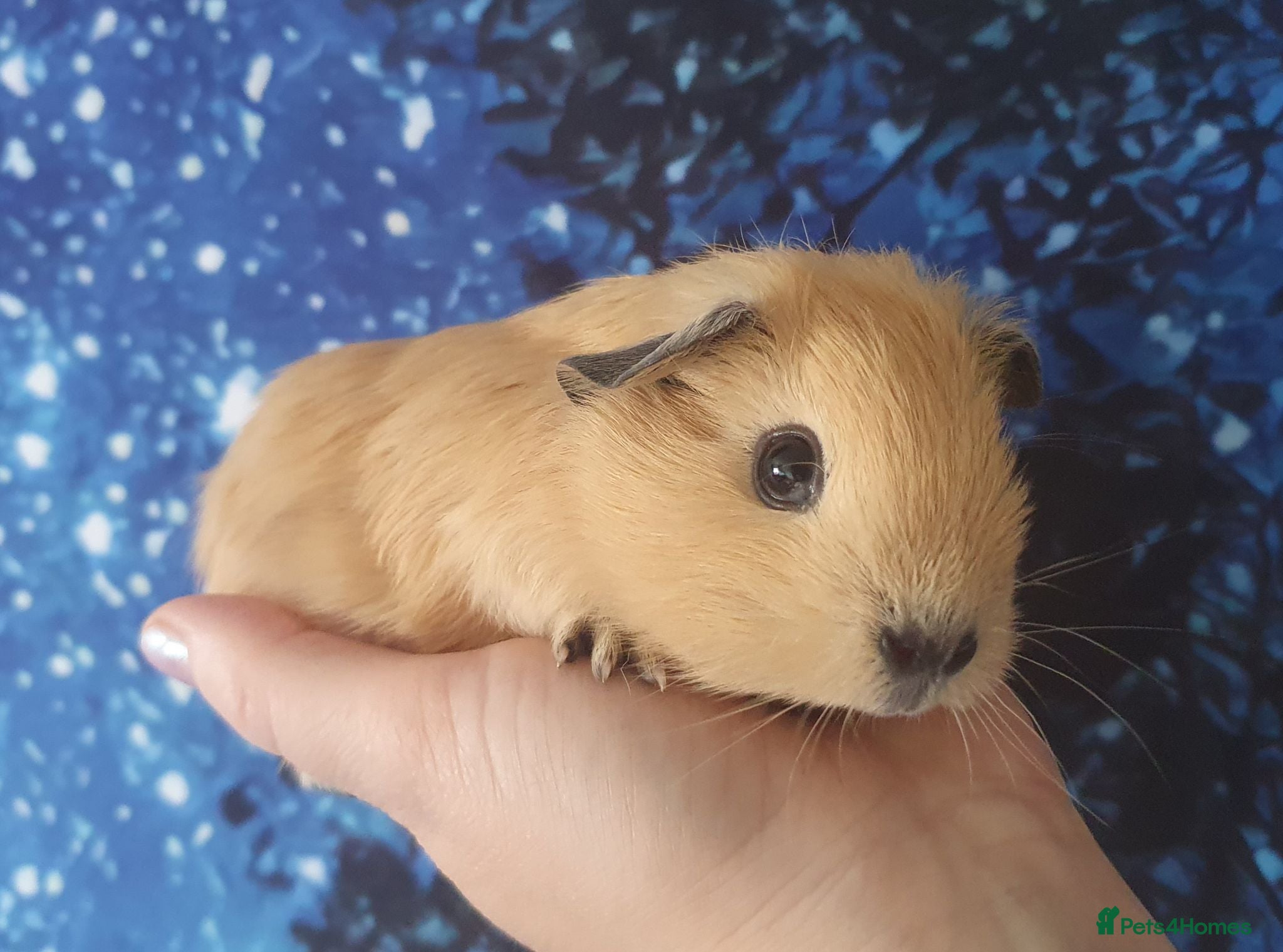 Guinea Pig rodents Beautiful guinea pigs - Advert 1