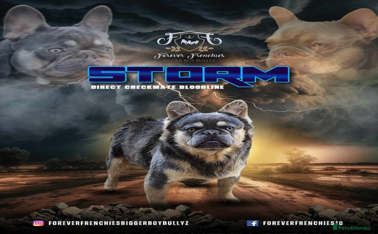 French Bulldog dogs - Advert 16