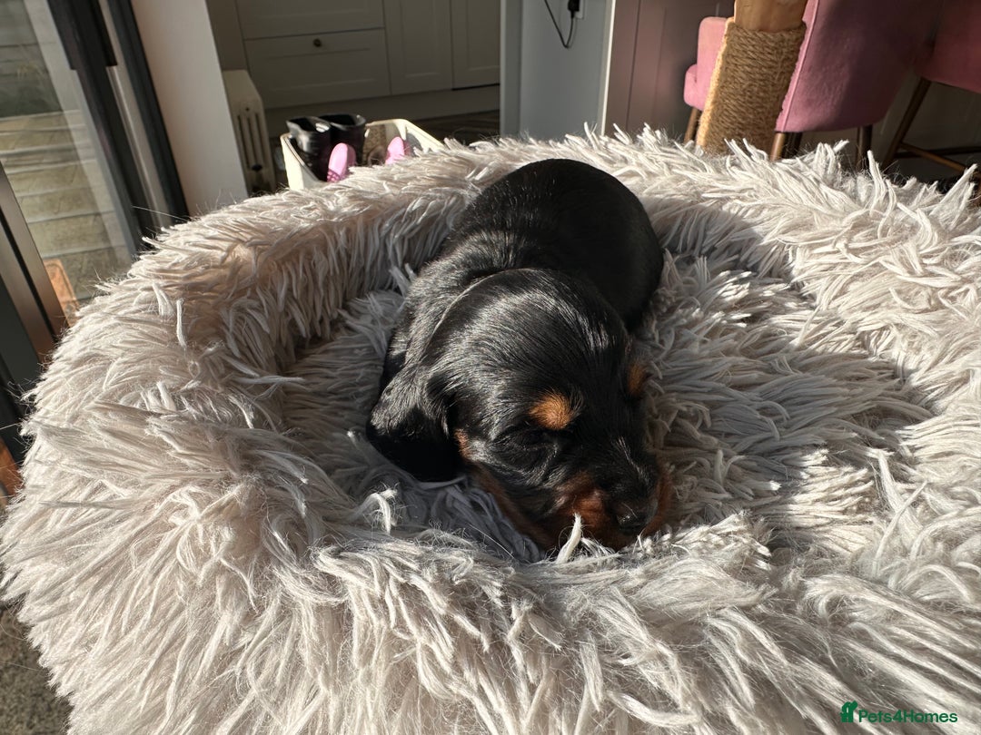 Miniature Dachshund dogs for sale: Beautiful litter of long haired mini dachshunds  - Image 11