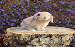 Mini Lop rabbits for sale: Harlequin Mini Lop Buck - Image 4