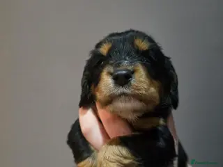 Cocker Spaniel dogs Cocker spaniel puppies for sale - Advert 1