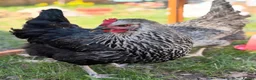 Chickens poultry for sale: 2x POL Sussex Hens for sale  - Advert 2