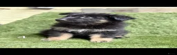 German Shepherd dogs for sale: German Shepard puppies  - Advert 14