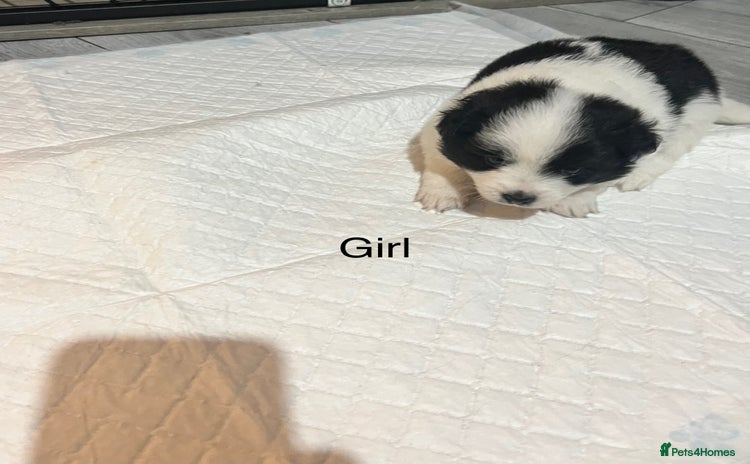 Pomeranian dogs - Advert 1