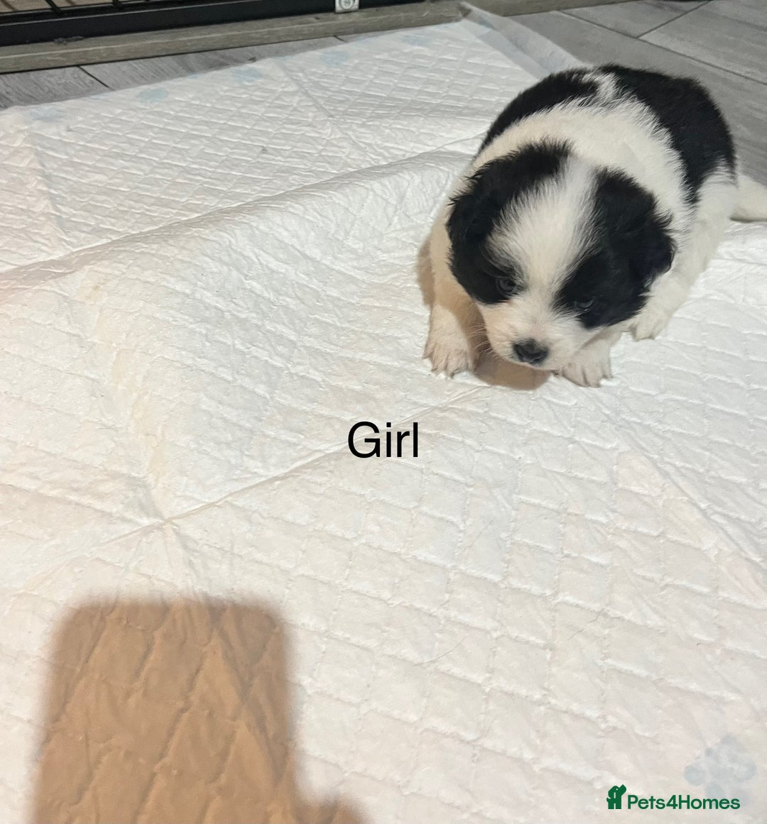 Pomeranian dogs for sale: Pomeranian puppy’s  - Image 1
