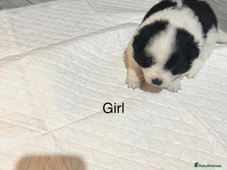 Pomeranian dogs - Advert 5