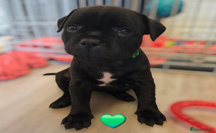 Staffordshire Bull Terrier dogs - Advert 2
