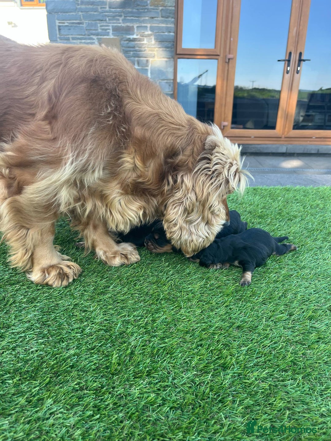 Cocker Spaniel dogs for sale: KC Registered Show Type Cocker Spaniels - Image 10