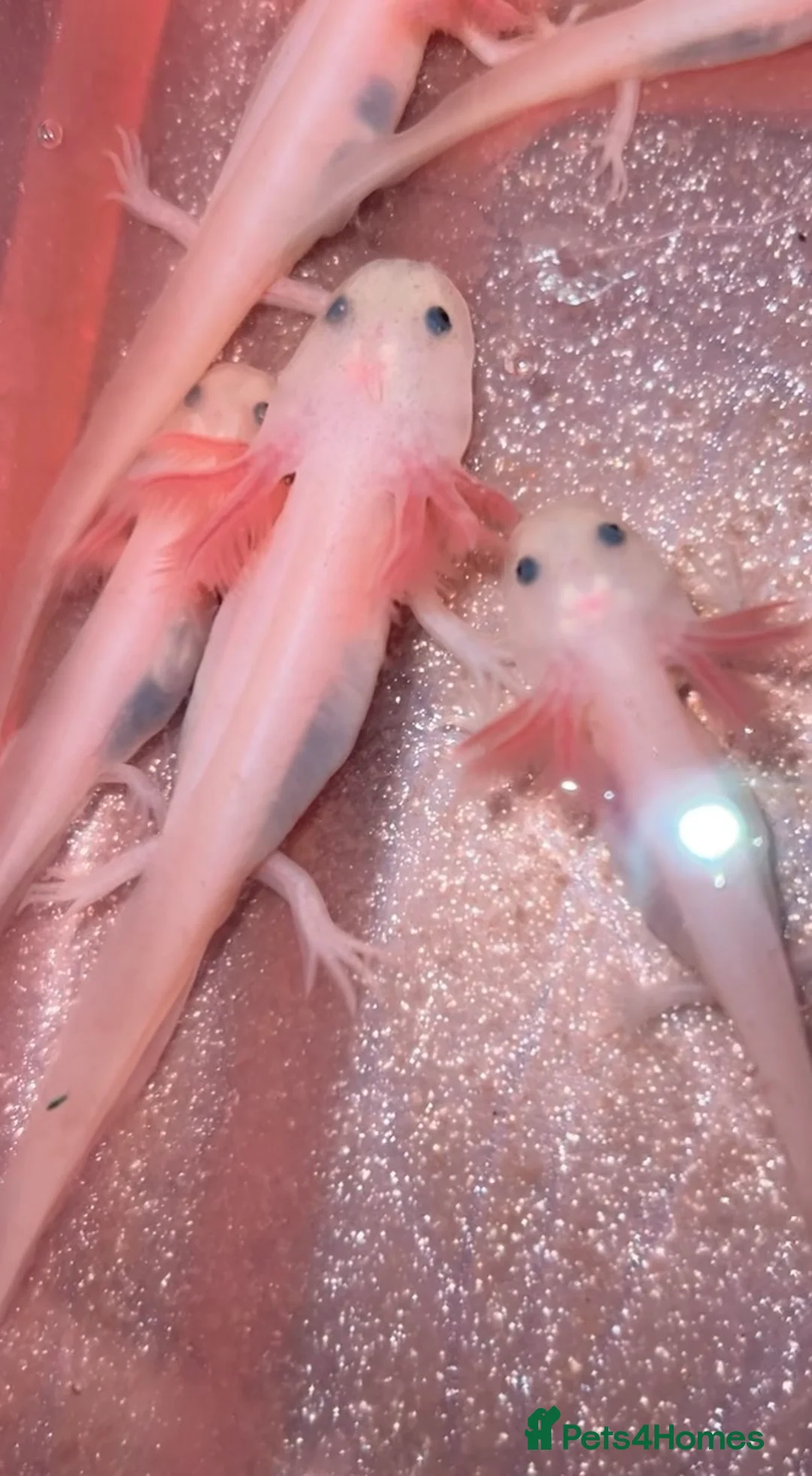 Axolotl reptiles for sale: Young axolotls  in Barry - Advert 1