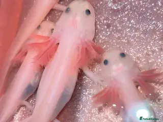 Axolotl reptiles Young axolotls - Advert 1