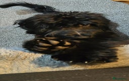 Cockapoo dogs for sale: Molly F1 cockapoo 💝 - Advert 4