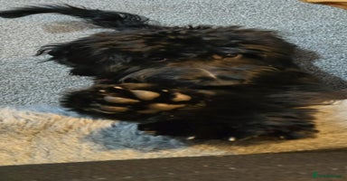 Cockapoo dogs Molly F1 cockapoo 💝 - Advert 1