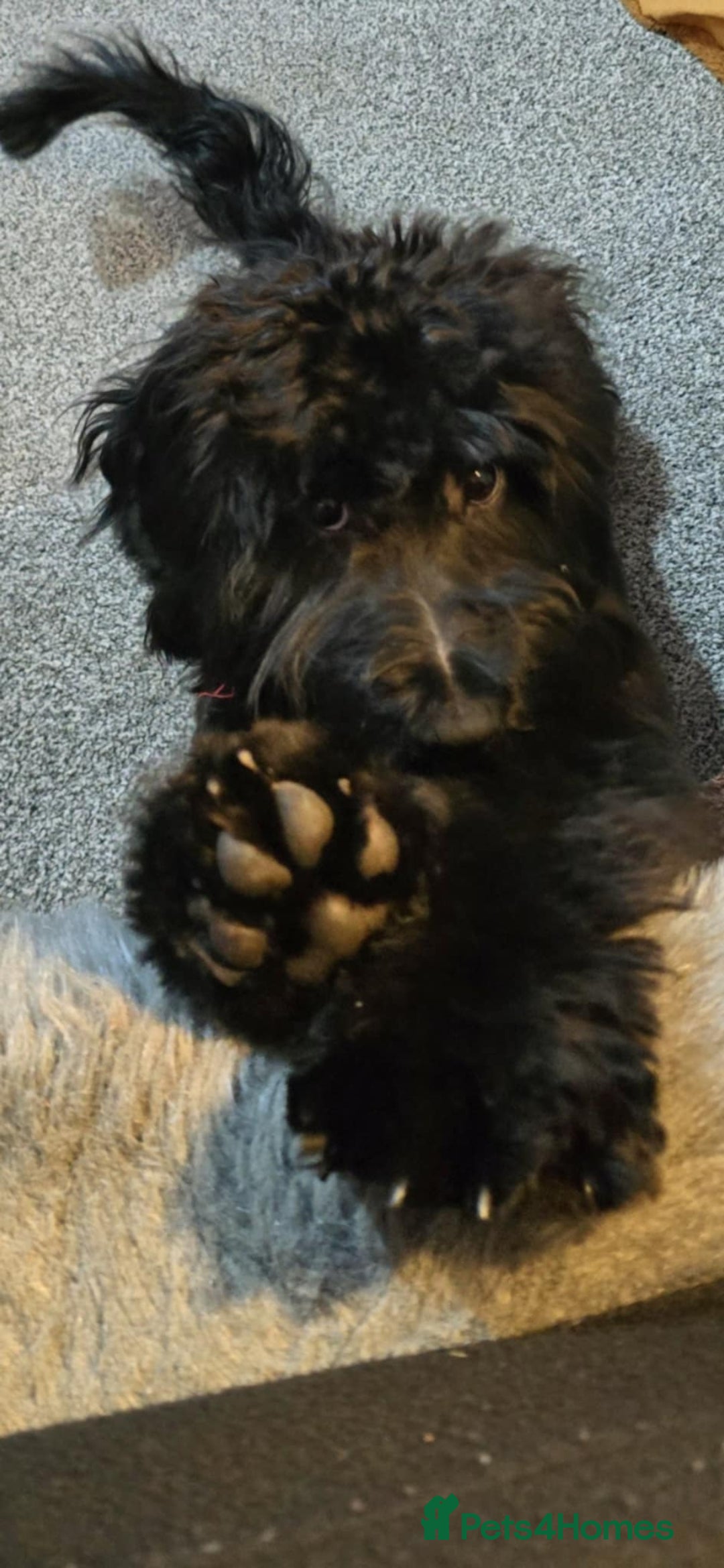 Cockapoo dogs for sale: Molly F1 cockapoo 💝 - Advert 4