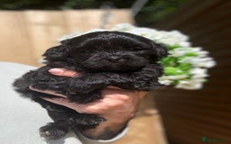Shihpoo dogs for sale: 🩷 Gorgeous F1 Shih Poo Puppies 💙 - Image 4