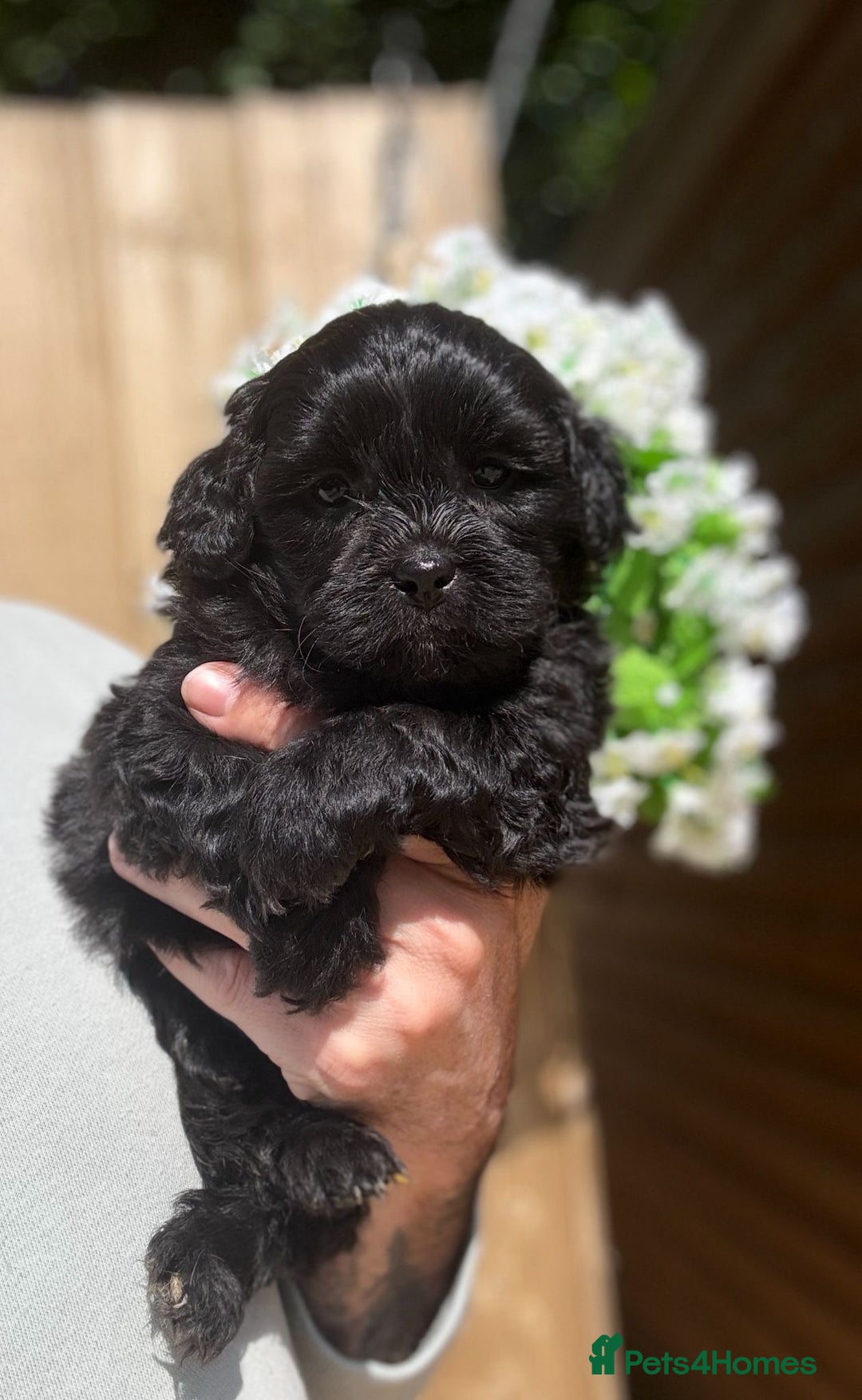 Shihpoo dogs for sale: 🩷 Gorgeous F1 Shih Poo Puppies 💙 - Image 4