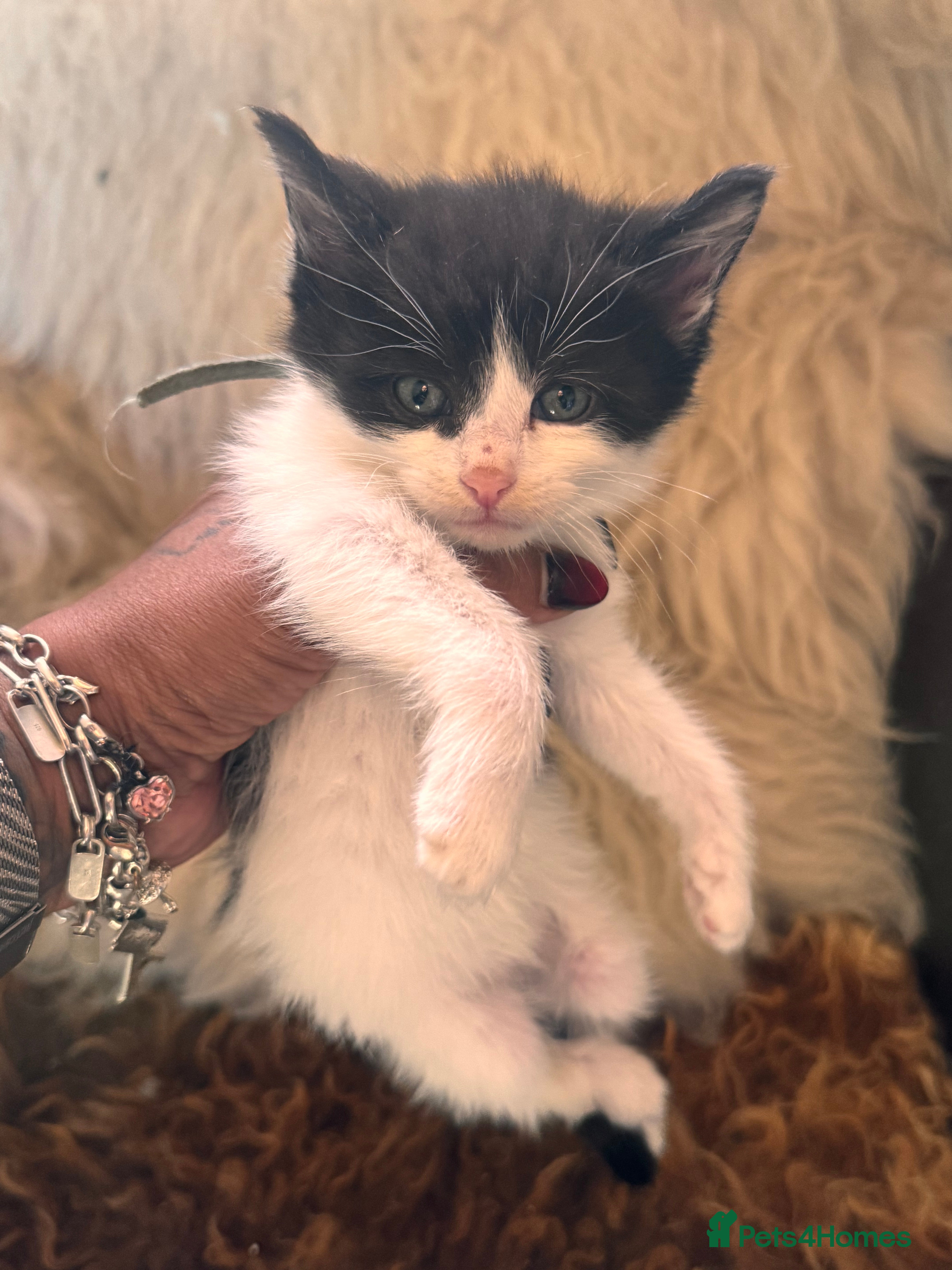 Mixed Breed cats Only one male left Mainecoon cross kittens  - Advert 6