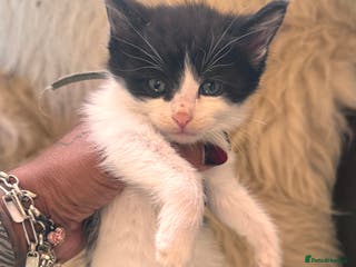 Mixed Breed cats Only one male left Mainecoon cross kittens - Advert 10