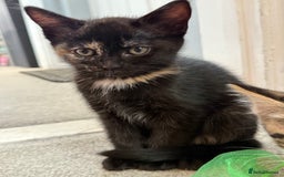 RagaMuffin cats for sale: Ragamuffin kittens  - Image 20
