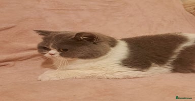 British Shorthair cats - Advert 14