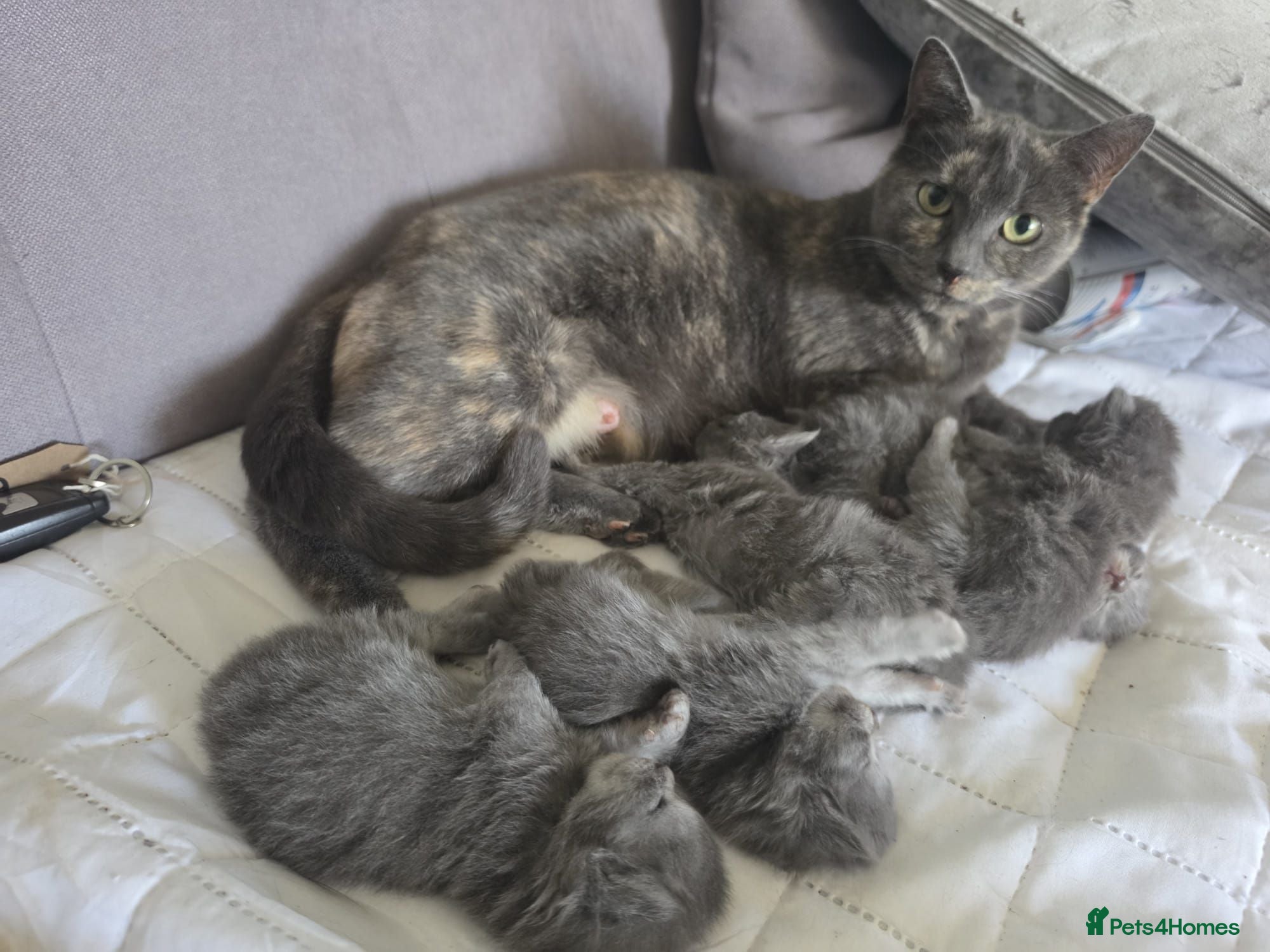 Mixed Breed cats Stunning kittens ready now - Advert 1