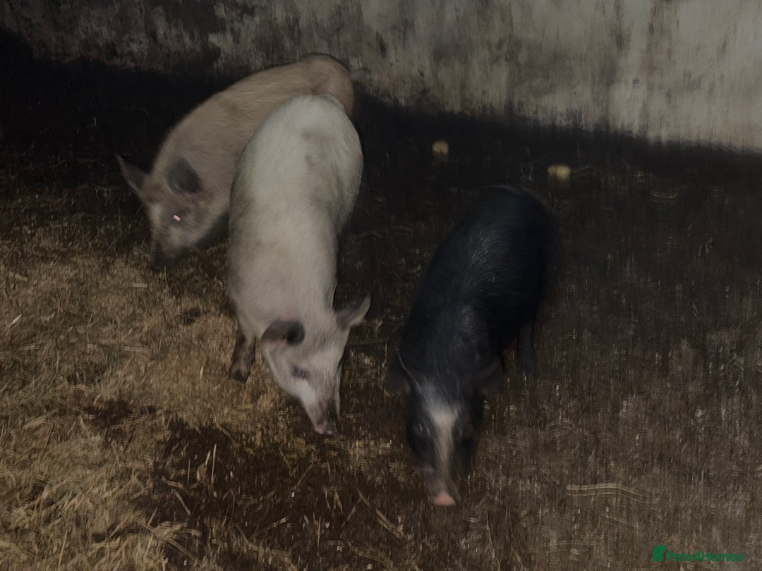 Pig livestock for sale: Heritage Ironage cross pietrain  - Advert 1