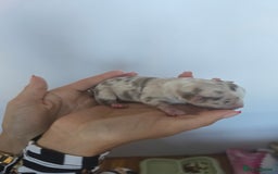 Chihuahua dogs for sale: Cup Chihuahua mini - Image 30