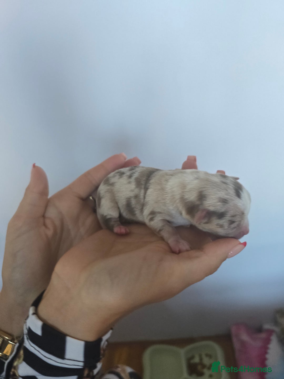 Chihuahua dogs for sale: Cup Chihuahua mini - Image 30