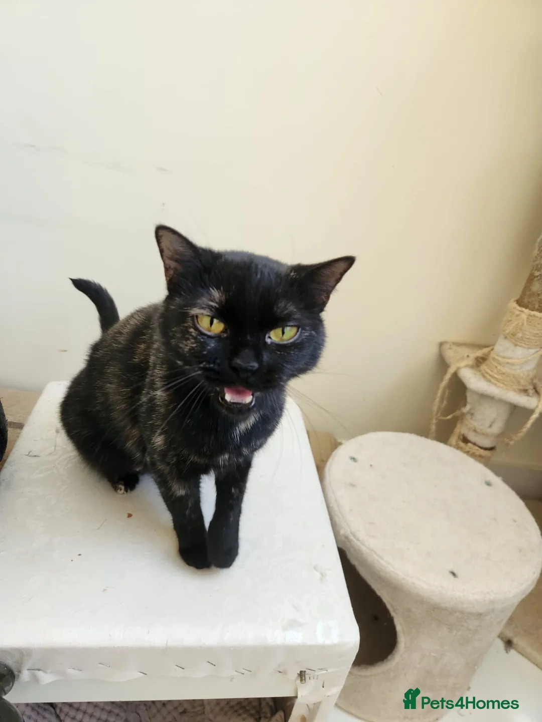 Arabian Mau cats for adoption: Majarrah - Advert 2