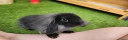 Mini Lop rabbits for sale: Beautiful Mini Lion Lop - READY TO LEAVE - Advert 8