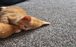 British Shorthair cats for sale: Male and female kittens for sale  - Image 18