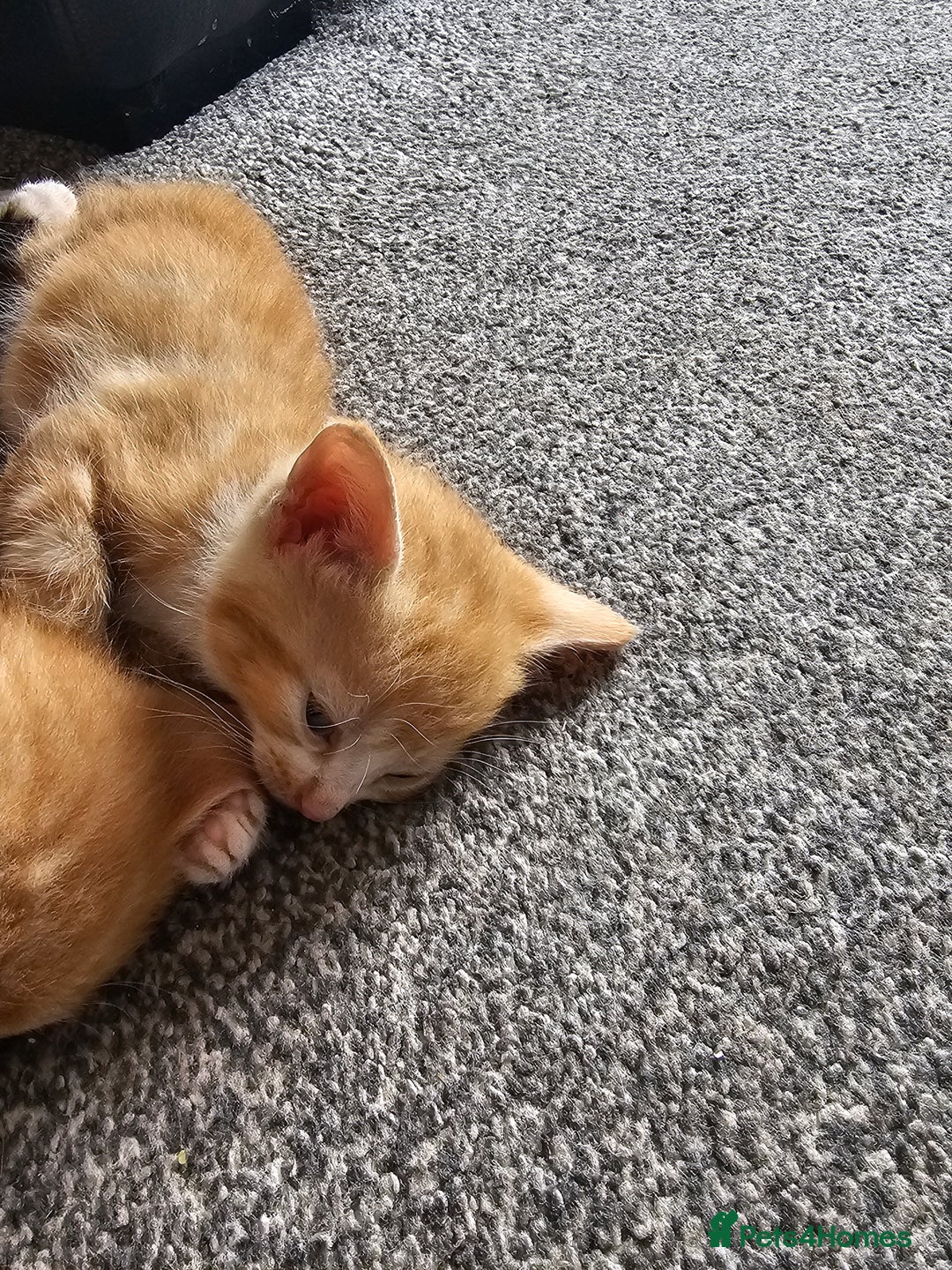 British Shorthair cats for sale: Male and female kittens for sale  - Image 18