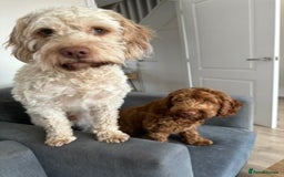 Cockapoo dogs for sale: Cockapoo Puppies - 2 male - 4 female - Image 15