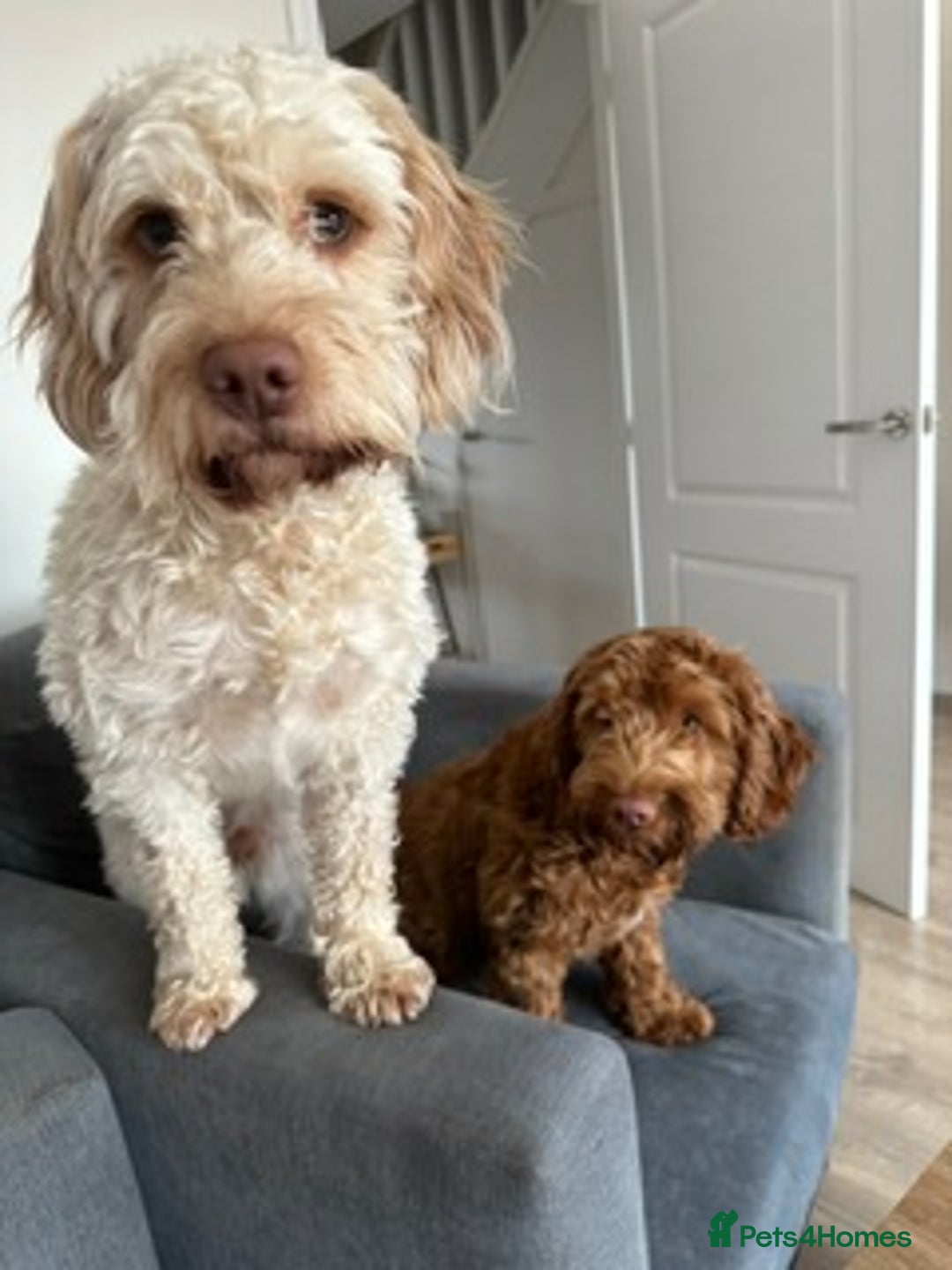 Cockapoo dogs for sale: Cockapoo Puppies - 2 male - 4 female - Image 15