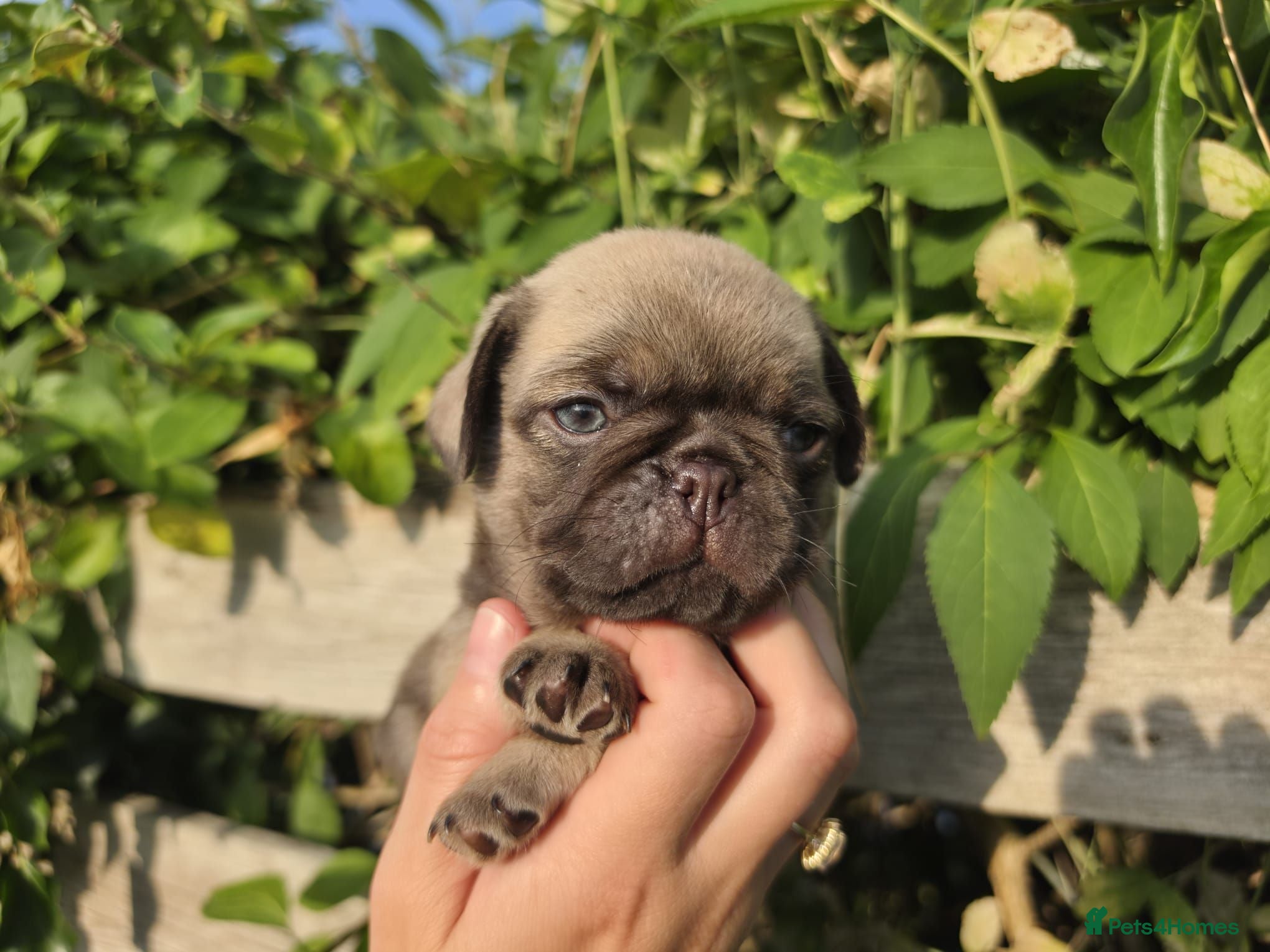 Pug dogs Final Choco Boy Green Eyes From Royal Blue Litter - Advert 2
