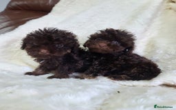 Cavapoo dogs for sale: *VIDEOS* F1b Cavapoos. Chocolate & Tan. DNA tested - Image 7