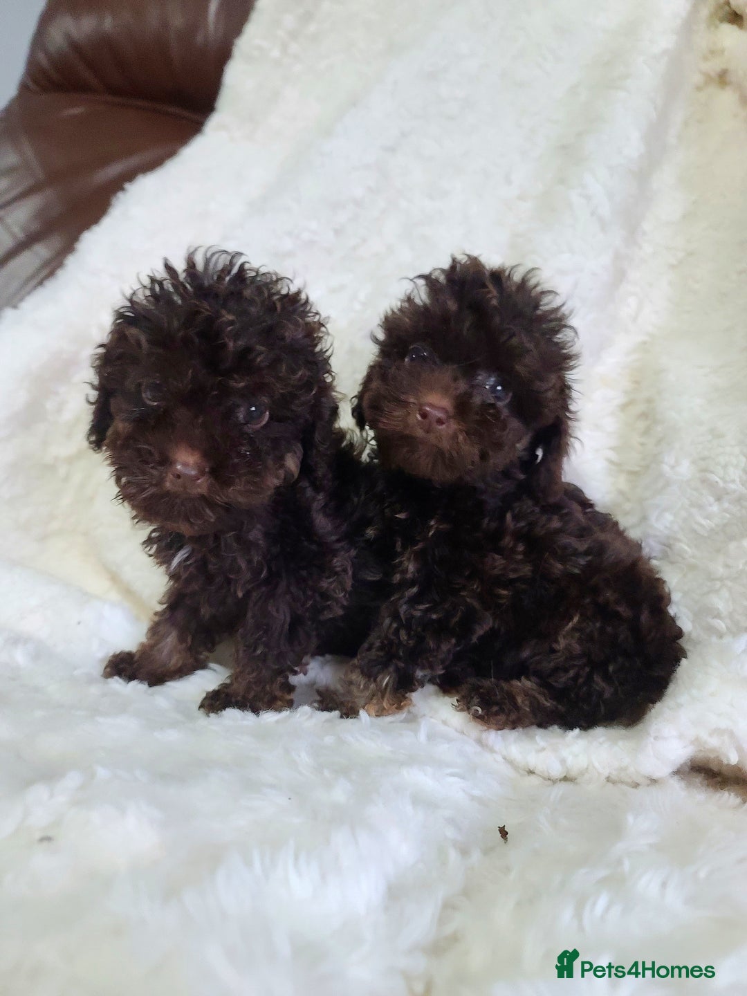 Cavapoo dogs for sale: *VIDEOS* F1b Cavapoos. Chocolate & Tan. DNA tested - Image 7