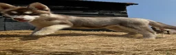 Siberian Husky dogs for sale: Beautiful Purebred Red Siberian Husky Girls - Advert 22