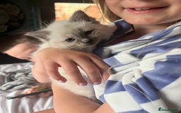 Ragdoll cats for sale: Amazing pure bred ragdolls  - Image 1