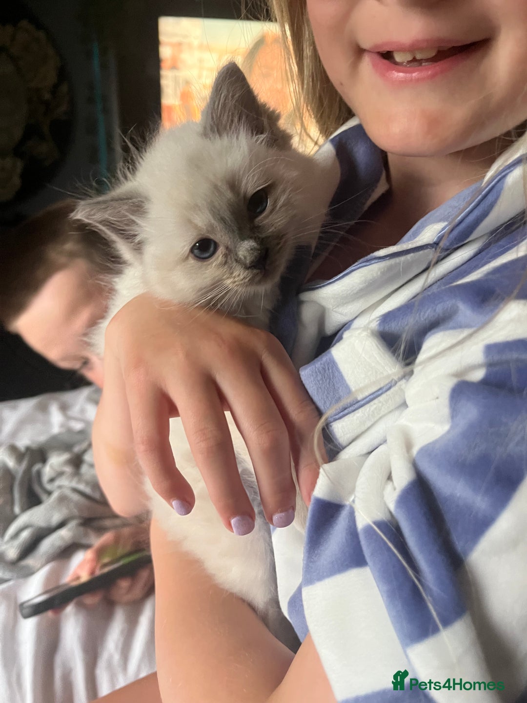 Ragdoll cats for sale: Amazing pure bred ragdolls  - Image 1