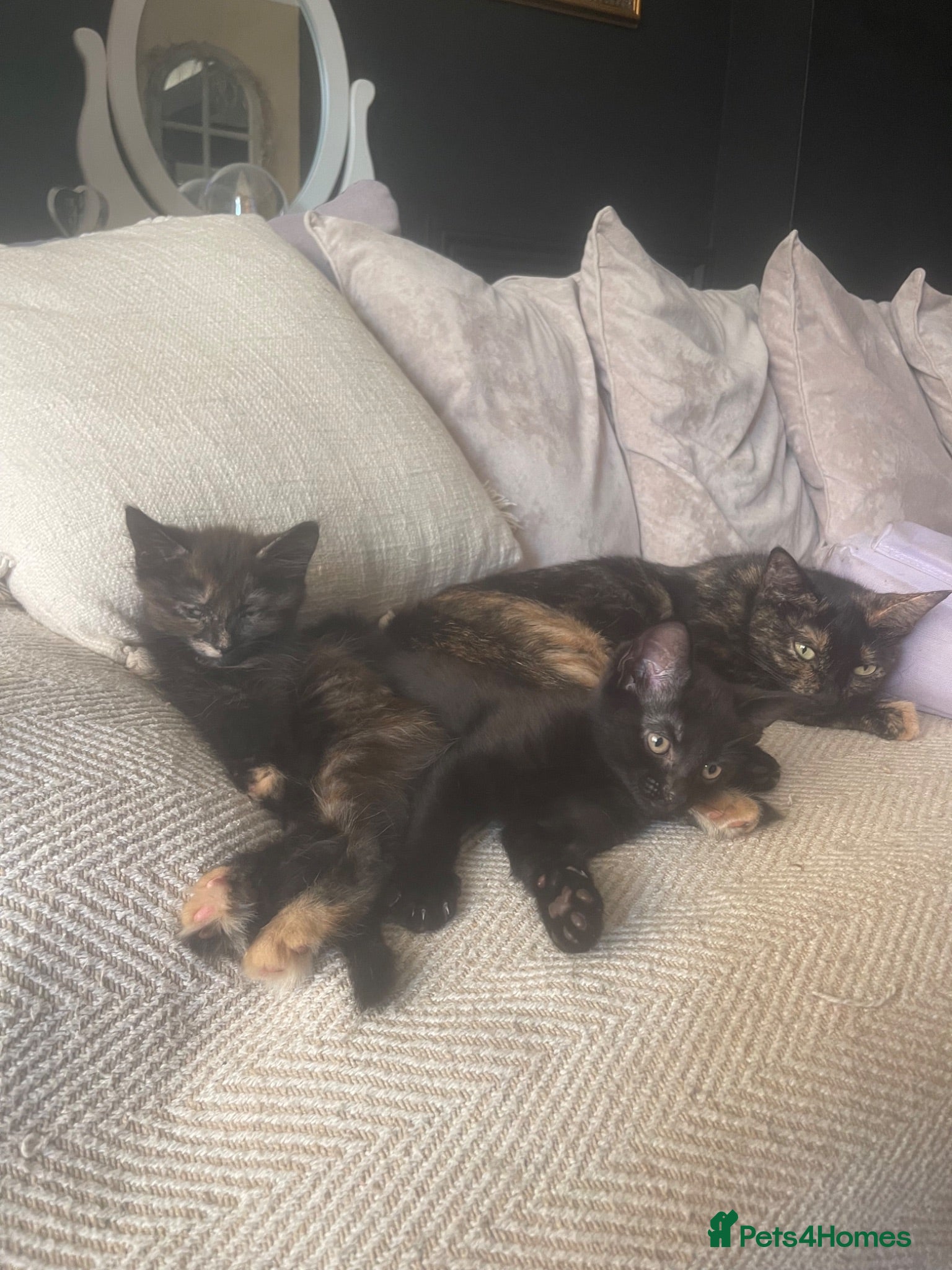Mixed Breed cats 3 kittens available  - Advert 17