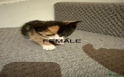 Mixed Breed cats for sale: 3 beautiful female kittens. - Image 1