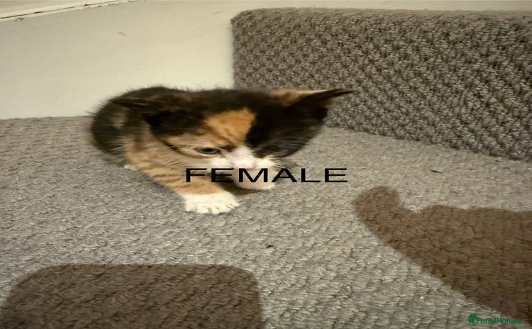 Mixed Breed cats - Advert 1