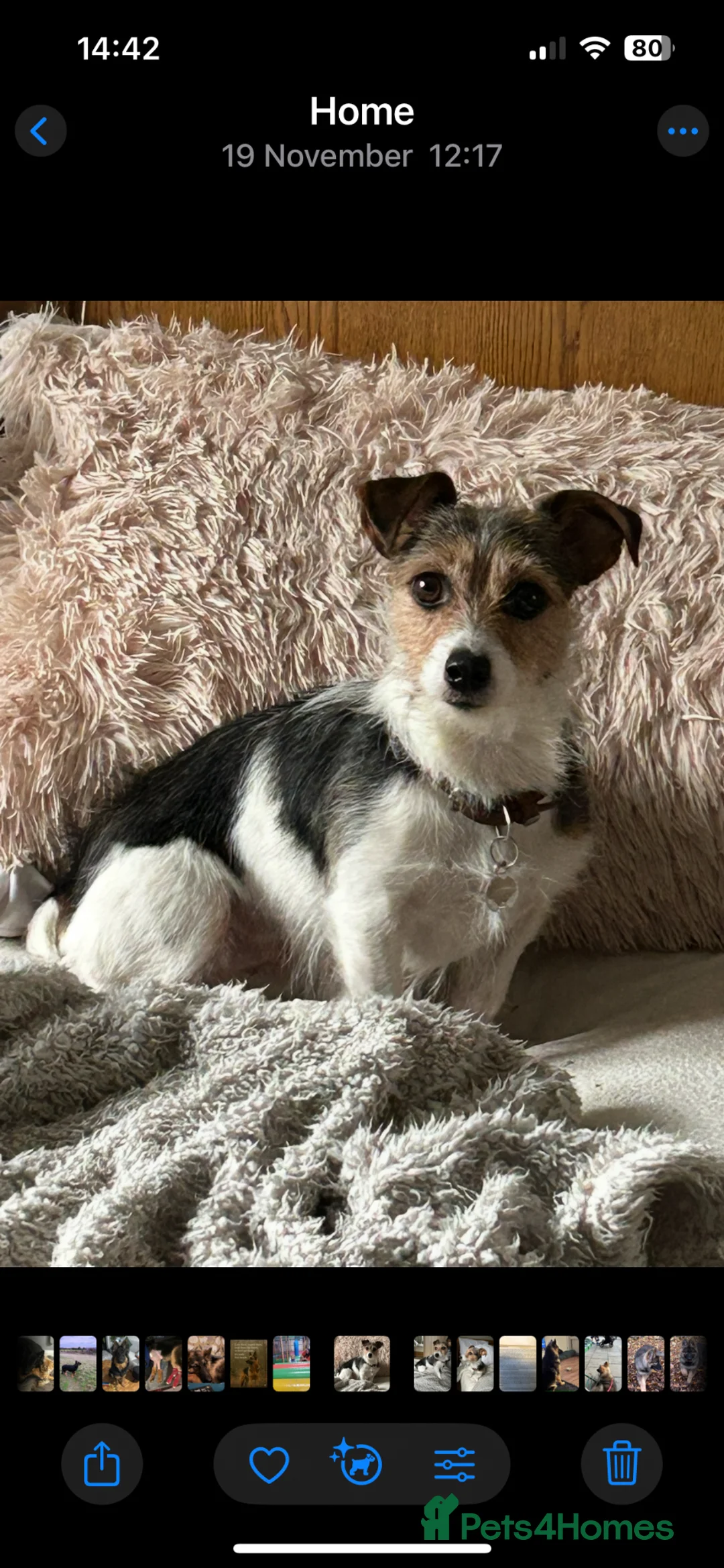 Jack Russell dogs for sale: Traditional working Jack Russell’s. in Uckfield - Advert 1