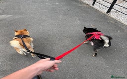 Japanese Shiba Inu dogs for sale: KC Registered Japanese Shiba-Inus  - Image 25