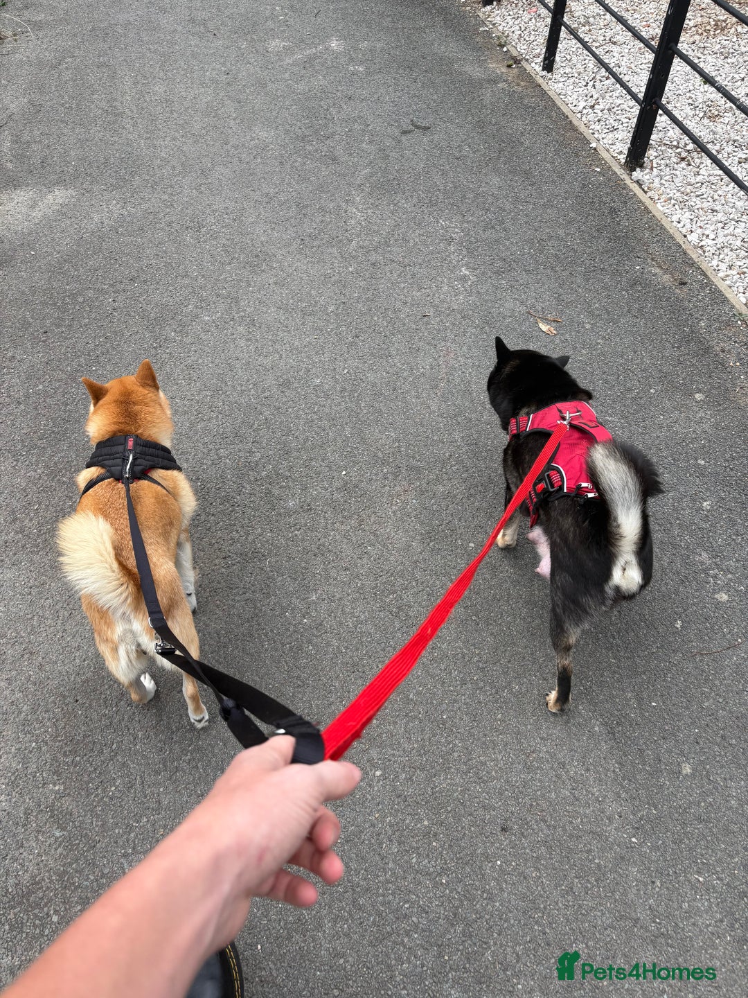 Japanese Shiba Inu dogs for sale: KC Registered Japanese Shiba-Inus  - Image 25