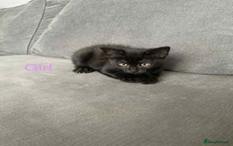 Bengal cats for sale: Kittens for sale - Image 10
