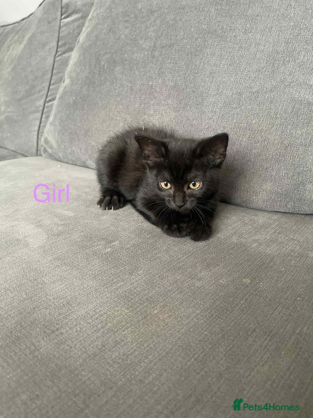 Bengal cats for sale: Kittens for sale - Image 10