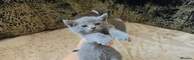Russian Blue 2