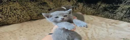 Russian Blue cats for sale: TICA full pedigree RUSSIAN BLUE kittens  - Advert 11